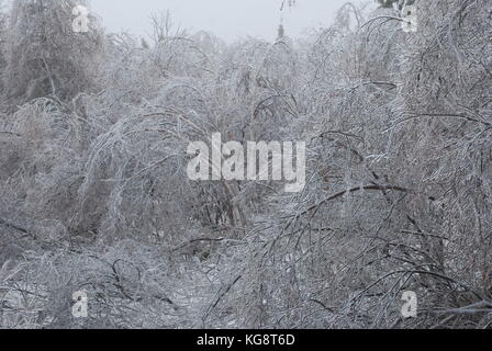 Tempesta di ghiaccio nella concezione baia a sud, NL, Canada. Pesante accumulo di ghiaccio sugli alberi. alberi piegati dal peso del peso., il congelamento di nebbia in aria. Foto Stock