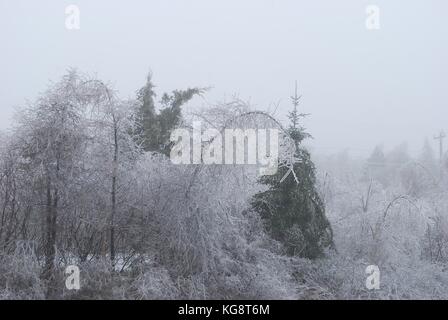 Tempesta di ghiaccio nella concezione baia a sud, NL, Canada. Pesante accumulo di ghiaccio sugli alberi. alberi piegati dal peso del peso., il congelamento di nebbia in aria. Foto Stock