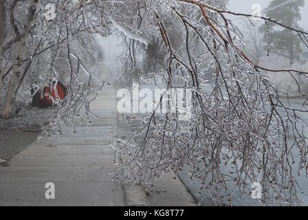 Uno spesso strato di ghiaccio su alberi, durante la tempesta di ghiaccio nella concezione del sud della baia di Terranova e Labrador, causa i rami per piegare i marciapiedi e le strade. Foto Stock