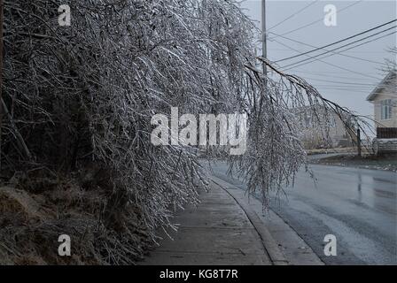 Uno spesso strato di ghiaccio su alberi, durante la tempesta di ghiaccio nella concezione del sud della baia di Terranova e Labrador, causa i rami per piegare i marciapiedi e le strade. Foto Stock
