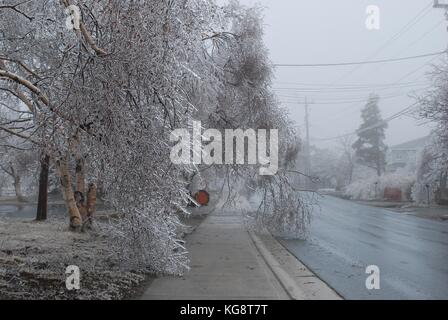 Uno spesso strato di ghiaccio su alberi, durante la tempesta di ghiaccio nella concezione del sud della baia di Terranova e Labrador, causa i rami per piegare i marciapiedi e le strade. Foto Stock