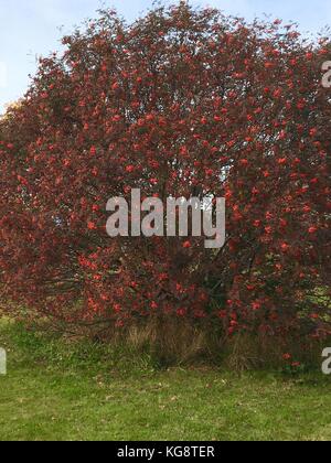 Frutti di bosco su un american mountain ash (cane berry) tree. Altri alberi con foglie girato a colori autunnali può essere visto attraverso i rami Foto Stock
