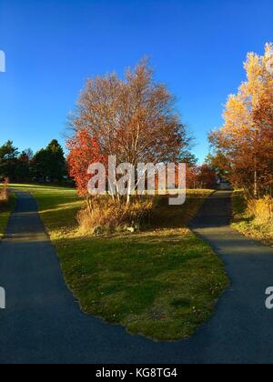Un sentiero a piedi si dirama in due direzioni. alberi fra i due rami di trail sono in colori autunnali. Foto Stock