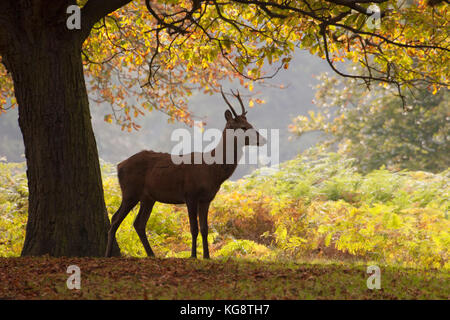 Cervi, Cervus elaphus, singolo giovane maschio in piedi nel bosco. Presa di ottobre. Richmond Park, London, Regno Unito. Foto Stock