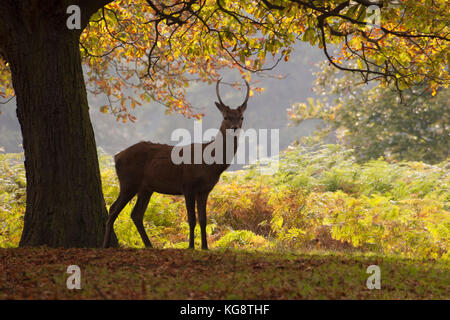 Cervi, Cervus elaphus, singolo giovane maschio in piedi nel bosco. Presa di ottobre. Richmond Park, London, Regno Unito. Foto Stock