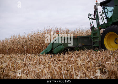 Agricoltore il raccolto di un raccolto di mais o granturco in una mietitrebbia con una vista ravvicinata sulla barra falciante e la cabina dal lato Foto Stock