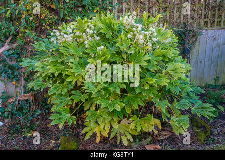 Fatsia japonica (Fatsi) o giapponese Aralia japonica fioritura nel North Yorkshire in Inghilterra nel mese di novembre 2017 Foto Stock
