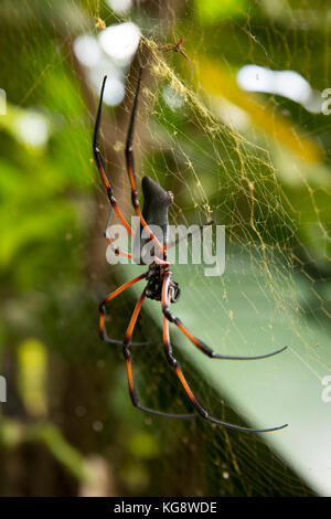 La Seychelles, La Digue, la fauna selvatica, femmina Palm Spider, Nephila inaurata , rosso-gambe golden orb spider nel centro del web Foto Stock