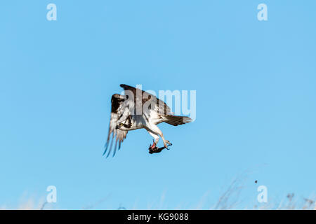 Falco pescatore (Pandion haliaetus) in volo. Dakota del Sud, Stati Uniti d'America Foto Stock