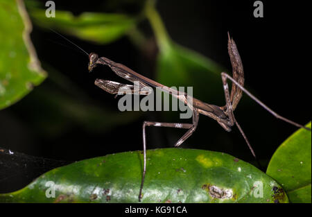 Una preda mantis su una foglia verde. madagascar, africa. Foto Stock