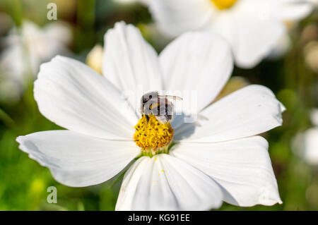 Bumblebee sul fiore bianco con grandi petali ad estate. la natura, la flora. Foto Stock