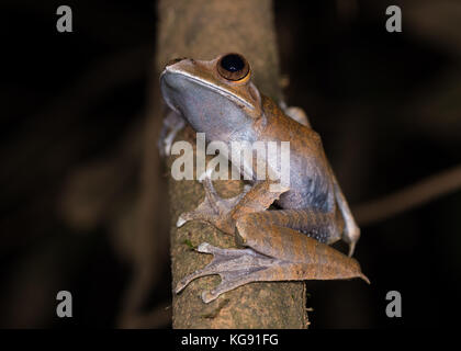 Un bianco brillante con labbro eyed frog (boophis albilabris) su un ramo di albero. madagascar, africa. Foto Stock