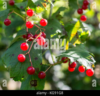 Red mature viburnum bacche in estate. Natura, cibo. Foto Stock