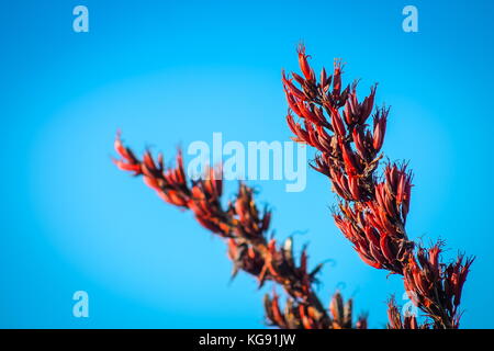 Chiudere l immagine di fiori di colore rosso in fiore su una nuova zelanda lino bush (phormium tenax) un sempreverde pianta perenne nativa per la Nuova Zelanda e norfolk isla Foto Stock