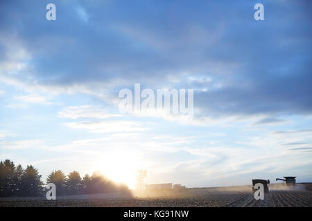 Il paesaggio agricolo al tramonto con gli agricoltori il raccolto di un ampio campo di mais con le trebbiatrici mietitrebbia trattore, semi e rimorchi Foto Stock