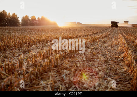 Gli agricoltori la mietitura del mais durante l ora d'oro con le righe di stoppia tagliata retroilluminati da sole con una mietitrebbia e semi a distanza Foto Stock