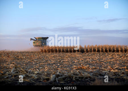 Campo di mais che vengono raccolte al crepuscolo con una mietitrebbia sulla skyline al fianco di filari di mais non tagliato visto sulla stoppia Foto Stock