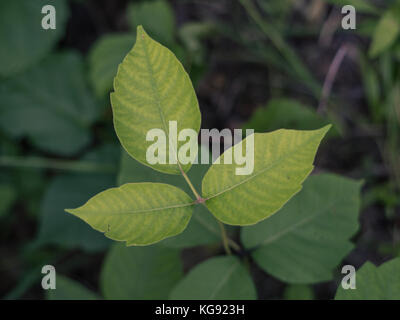 Poison Ivy volantini Foto Stock