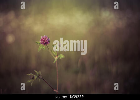 La luce del mattino sul chiodo di garofano Foto Stock
