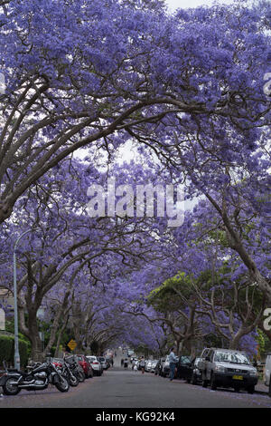 Alberi di jacaranda fodera mcdougall street in kirribilli, dove i turisti accorrono per scattare foto di alberi di porpora, Sydney, NSW, Australia Foto Stock