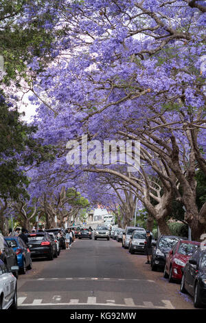 Alberi di jacaranda fodera mcdougall street in kirribilli, dove i turisti accorrono per scattare foto di alberi di porpora, Sydney, NSW, Australia Foto Stock