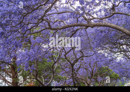 Alberi di jacaranda fodera mcdougall street in kirribilli, dove i turisti accorrono per scattare foto di alberi di porpora, Sydney, NSW, Australia Foto Stock