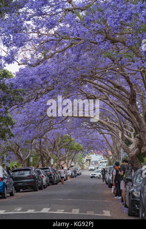 Alberi di jacaranda fodera mcdougall street in kirribilli, dove i turisti accorrono per scattare foto di alberi di porpora, Sydney, NSW, Australia Foto Stock