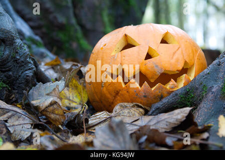 Spooky Zucca di Halloween con taglio fuori faccia a terra nei boschi tra foglie di autunno. Foto Stock