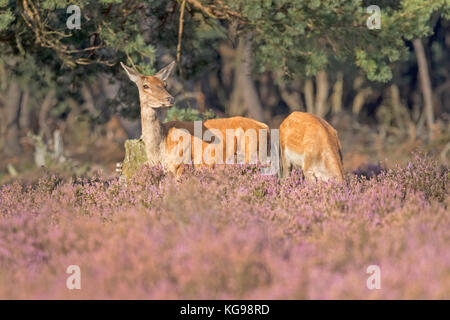 Red Deer (Cervus elaphus) Parco Nazionale Hoge Veluwe, Paesi Bassi, Europa Foto Stock