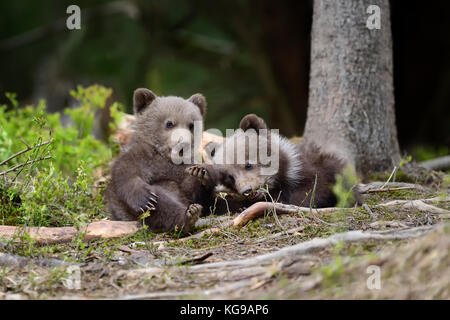 Giovani orso bruno nella foresta. ritratto di orso bruno. animale in natura habitat. cub di orso bruno senza madre. Foto Stock