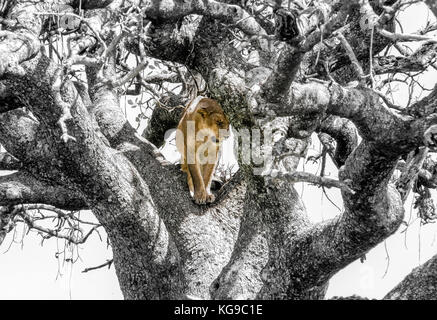 Leone in un albero Foto Stock