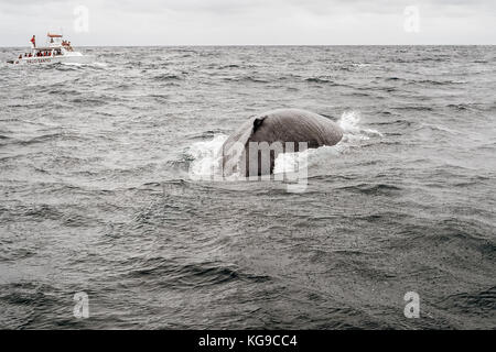 Osservazione delle balene Foto Stock