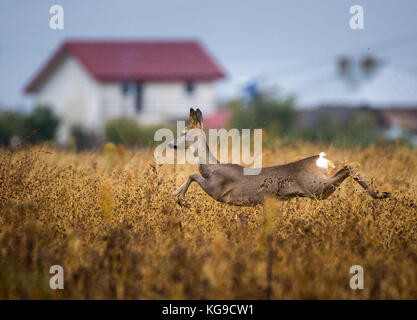 Caprioli correre e saltare con una casa in background Foto Stock