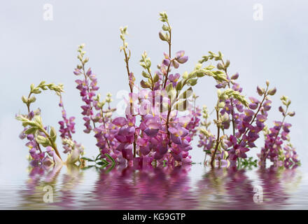 Molla di Fiori di lupino dietro l'acqua con la riflessione Foto Stock