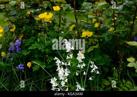 Bianco, bluebell Hyacinthoides non scripta, fiori, fioritura, molla, meconopsis cambrica, giallo, gallese, papavero papaveri, RM Floral Foto Stock