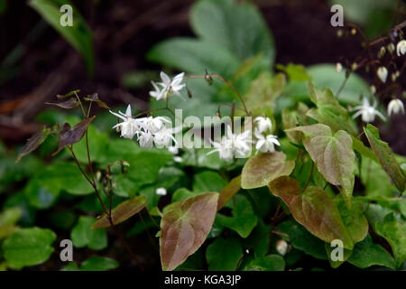 Epimedium youngianum Niveum, bianco, fiori, boschi, piante perenni, barrenwort, ombra, molla ,ombroso, ombreggiata ,RM Floral Foto Stock