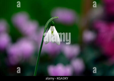 Galanthus peshmenii kastellorizo, autunno autunnale, caduta, fiori, fiori, fioritura, snowdrop, bucaneve, RM Floral Foto Stock