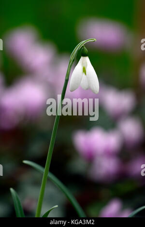 Galanthus peshmenii kastellorizo, autunno autunnale, caduta, fiori, fiori, fioritura, snowdrop, bucaneve, RM Floral Foto Stock