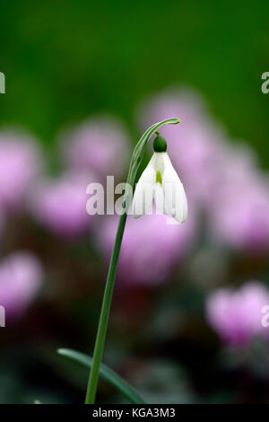 Galanthus peshmenii kastellorizo, autunno autunnale, caduta, fiori, fiori, fioritura, snowdrop, bucaneve, RM Floral Foto Stock