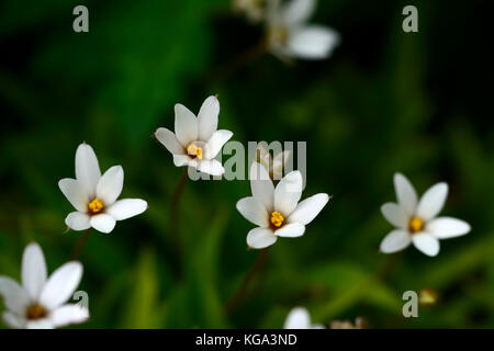 Hypoxis x hybrida baurii di Rhodohypoxis biscotto, Hypoxis x baurii, bianco, fiori, fiori, fioritura ,alpine ,impianto, piante, RM Floral Foto Stock