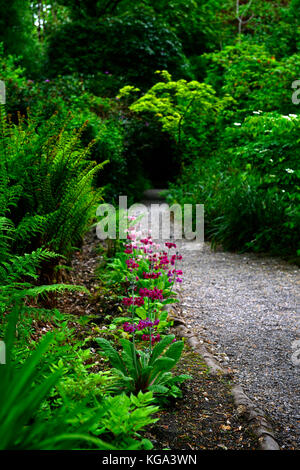 Primula japonica mugnai crimson, Matteuccia struthiopteris, giapponese primrose, Felce penna, ombra, ombroso, misto, schema di impianto, bosco, legno Foto Stock