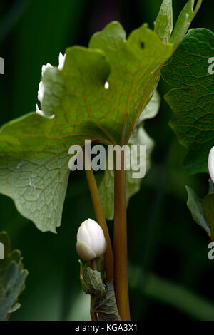 Sanguinaria canadensis multiplexing, bloodroot, bianco, fiori, doppio, fioritura, bloom, fiori, ritratti di piante e fiori selvatici, millefiori, RM Foto Stock