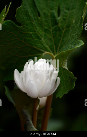 Sanguinaria canadensis multiplexing, bloodroot, bianco, fiori, doppio, fioritura, bloom, fiori, ritratti di piante e fiori selvatici, millefiori, RM Foto Stock