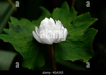 Sanguinaria canadensis multiplexing, bloodroot, bianco, fiori, doppio, fioritura, bloom, fiori, ritratti di piante e fiori selvatici, millefiori, RM Foto Stock