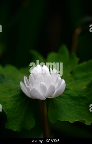 Sanguinaria canadensis multiplexing, bloodroot, bianco, fiori, doppio, fioritura, bloom, fiori, ritratti di piante e fiori selvatici, millefiori, RM Foto Stock