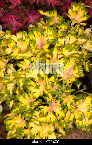 Abbagliante giallo e verde fogliame di Solenostemon / coleus, Coral Ruffles ibrido, massa di Colorati luminosamente variegata di foglie con bordi frilly Foto Stock