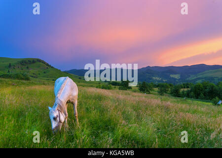 Il cavallo in montagne dei Carpazi Foto Stock