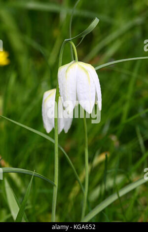 Testa di serpenti fritillary fiori in primavera Foto Stock