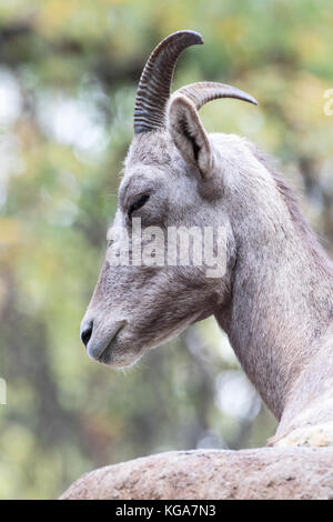 Desert bighorn - ovis canadensis nelsoni captive Foto Stock