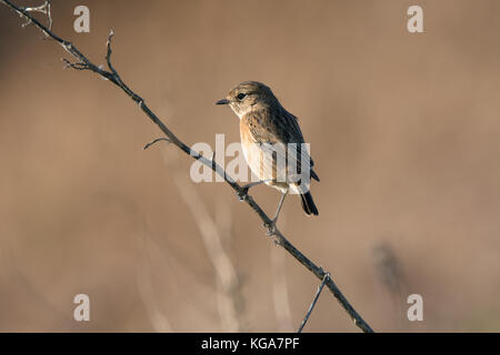 Stonechat femmina appollaiata sulle paludi del Nord Kent Foto Stock